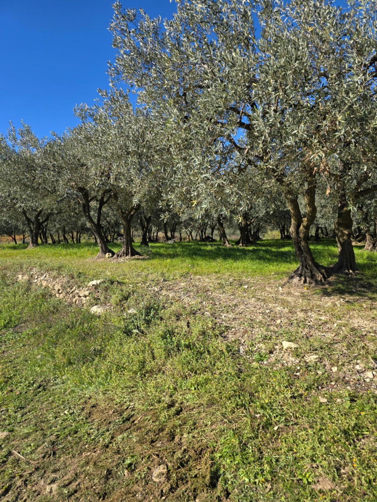 A L'Oree Des Oliviers Venterol  Exteriör bild
